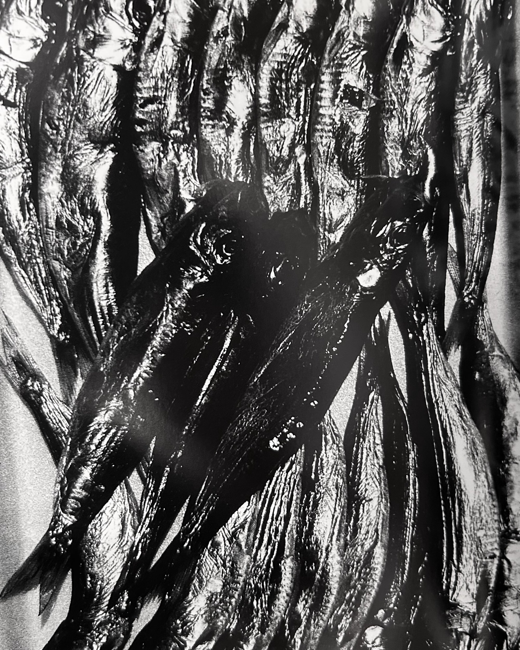 Daido Moriyama - Fragments (1998) – The Radical Media Archive
